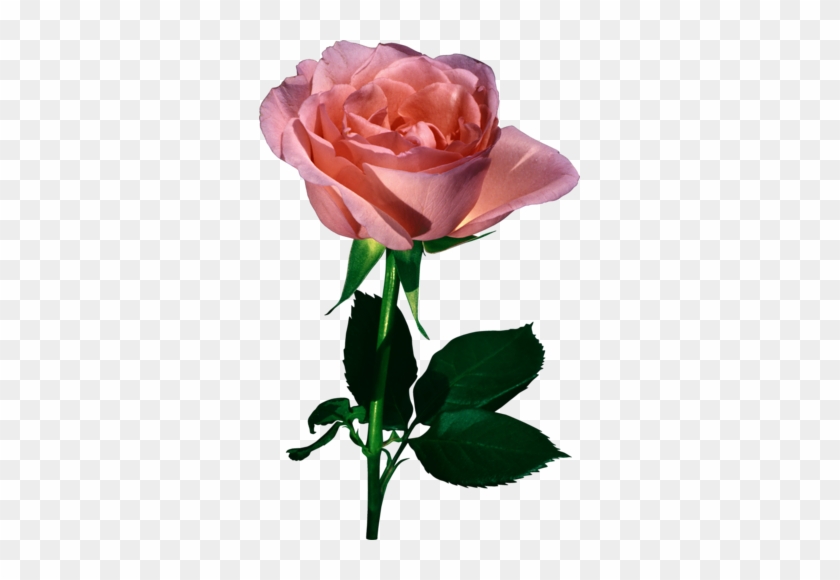 [ Img] - Valentine Pink Roses Animated Gifs #1231963