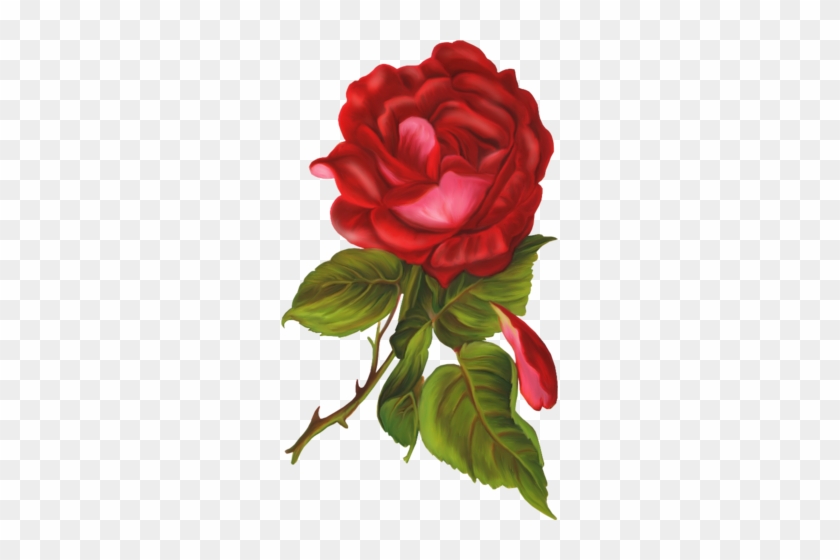 Png Gül Resimleri, Harika Png Gül Resimleri, Süper - Victorian Rose #1231972