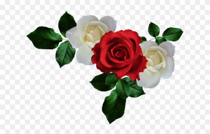 Png Gül Resimleri, Harika Png Gül Resimleri, Süper - White Rose #1231985
