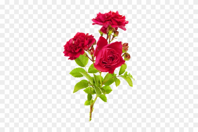 Png Gül Resimleri, Harika Png Gül Resimleri, Süper - Branch Of Roses #1232041