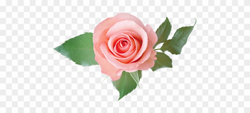 [ Img] - Transparent Background Rose Transparent #1232052