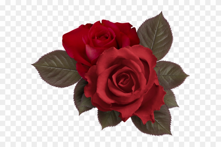 Png Gül Resimleri, Harika Png Gül Resimleri, Süper - Aesthetic Roses Overlay Png #1232071