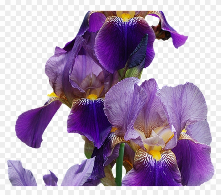 Iris Flower Nature Free Image On Pixabay - Ff Irises Flower Plant Gardening Gardener Lover Gift #1232090
