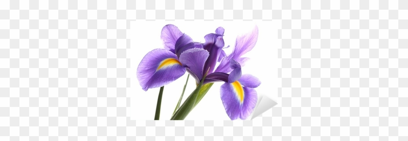 Purple Iris Flower, Isolated On White Sticker • Pixers® - Iris #1232098