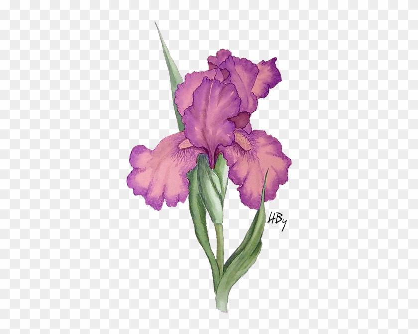 Flowers Png Iris - Iris Flower Drawing Png #1232100