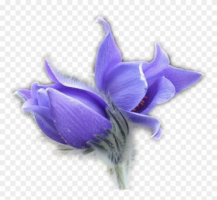 Flower Pulsatilla Patens Blog Clip Art - Eastern Pasqueflower #1232105
