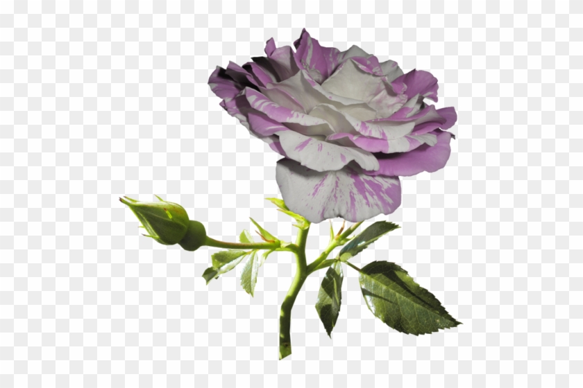 Png Gül Resimleri, Harika Png Gül Resimleri, Süper - Garden Roses #1232112