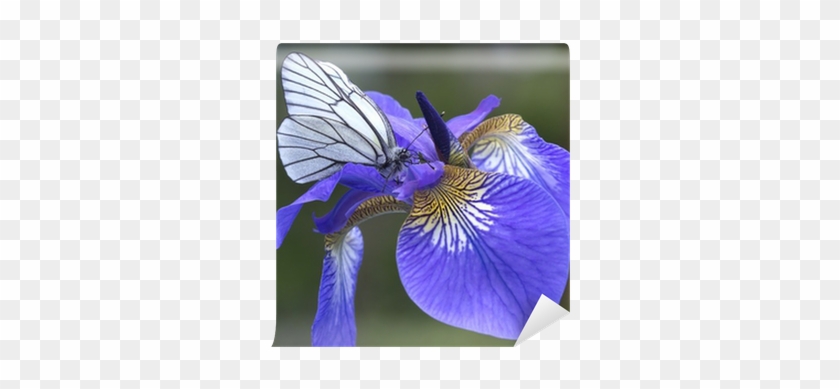 Iris Versicolor #1232114