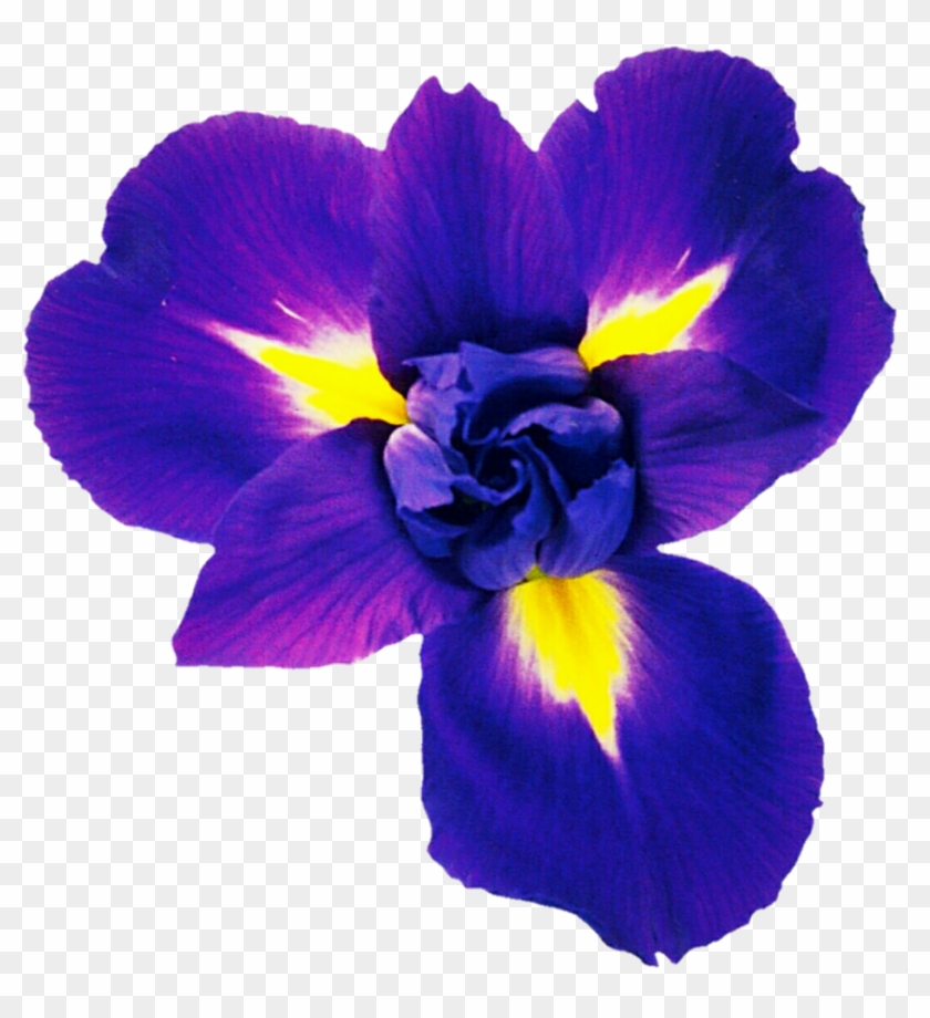 Violet Blue Iris By Jeanicebartzen27 - Rugol Cosmetic #1232116