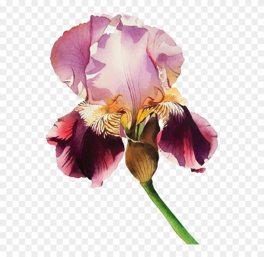 Publicat De Eu Ciresica La - Tube Png Irises #1232117