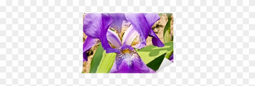 Iris Versicolor #1232119
