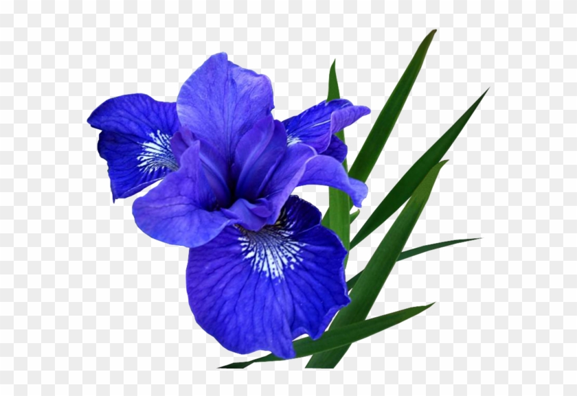 Blue Iris - Синий Цветок Пнг #1232122