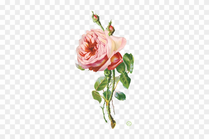 Png Gül Resimleri, Muhteşem Çiçek Resimleri, Süper - Роза Винтаж Пнг #1232123