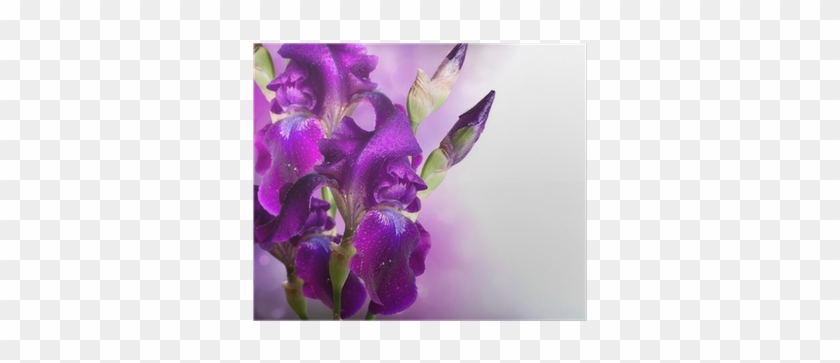 Iris Flowers Art Design - Фиолетовые Ирисы #1232124