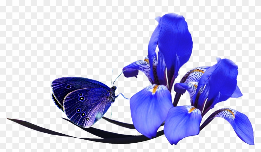 Flower Poppy Color Clip Art - Turquesa Flores Azul Png - Free Transparent  PNG Clipart Images Download