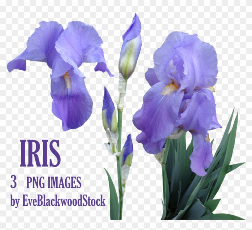 Iris Png By Eveblackwoodstock - Flores Iris Png #1232128