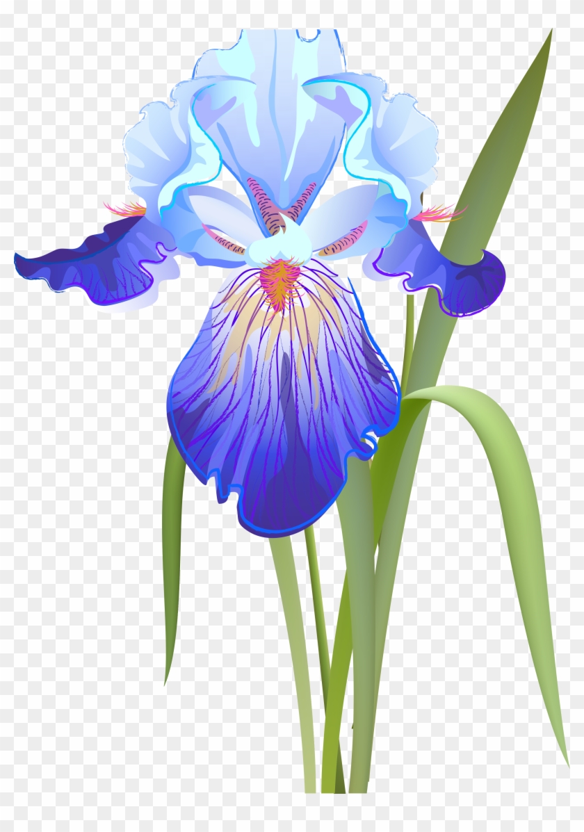 Orris Root Iris Versicolor Iris Flower Data Set Clip - Ирис Вектор #1232139