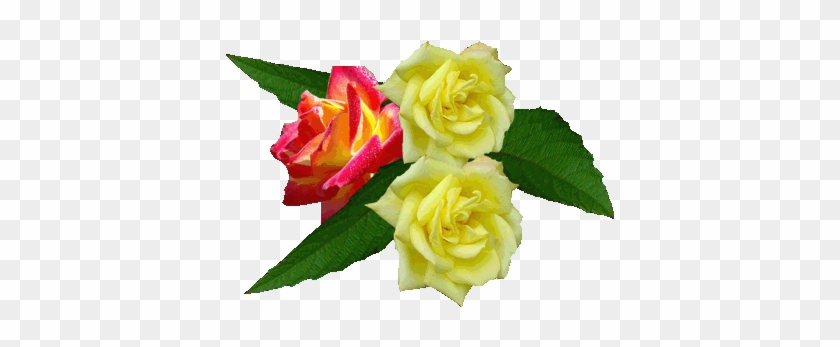 Png Gül Resimleri, Muhteşem Çiçek Resimleri, Süper - Beautiful Roses #1232154