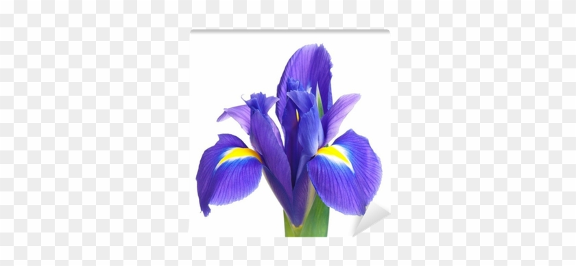 Iris Versicolor #1232155