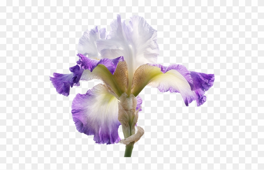 Frilly Iris Flower, Cutout - Iris Croatica #1232158
