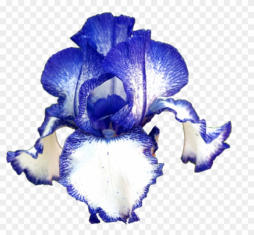 German Iris - Ирис Бородатый #1232169