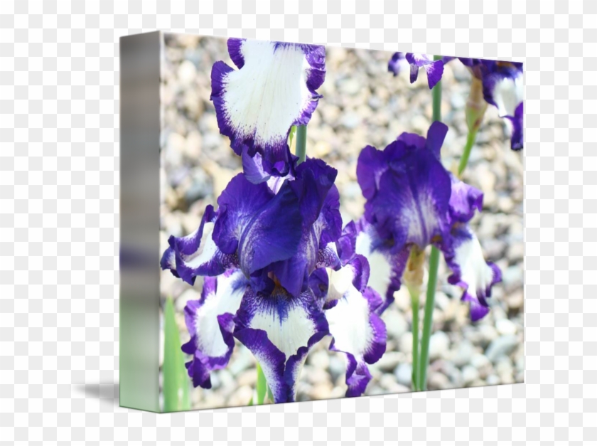 Irises Purple White Iris Flowers Art Prints By Baslee - Gallery-wrapped Canvas Art Print 10 X 8 Entitled Irises #1232174