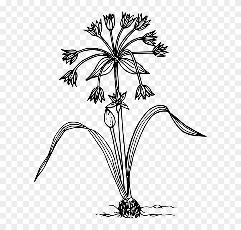 Plants In The Wild Black And White Clipart #1232513