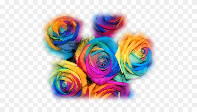 Flowers - Rainbow Rose #1232687