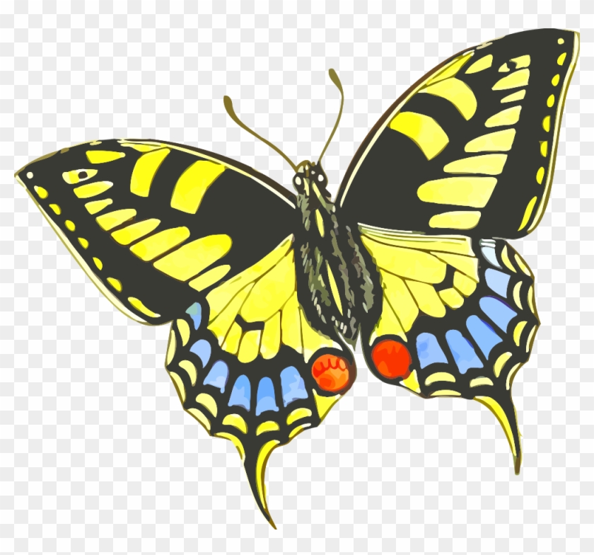 Butterfly - Butterfly Letter B #1232866