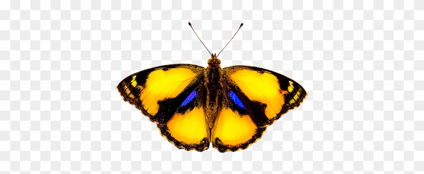 Types Of Butterfly With Funny Facts - Animals That Fly #1233206