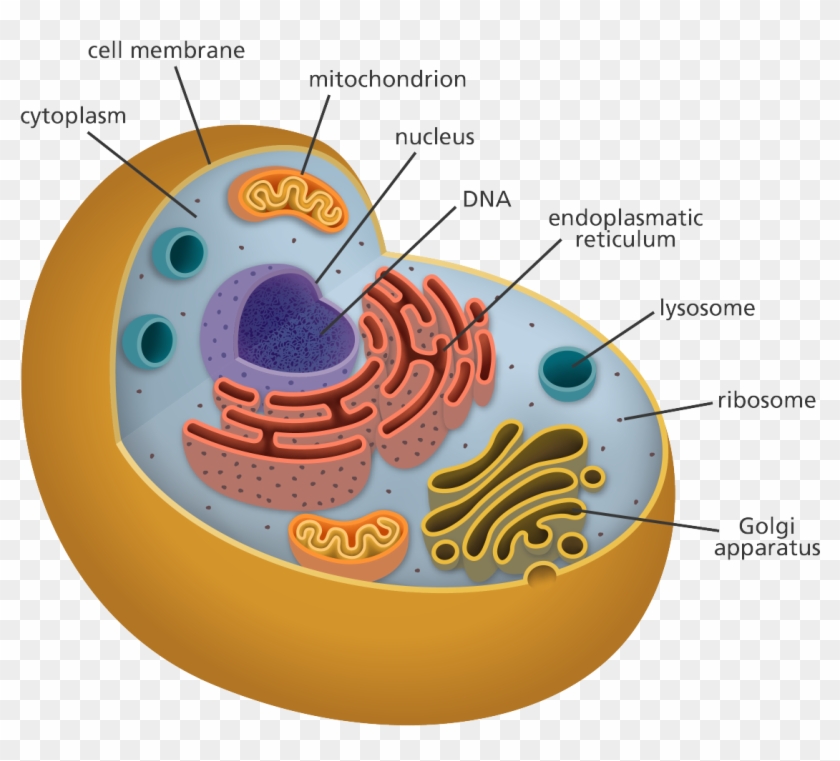 What Is A Cell - Chromosomes Located In A Plant Cell - Free Transparent PNG  Clipart Images Download