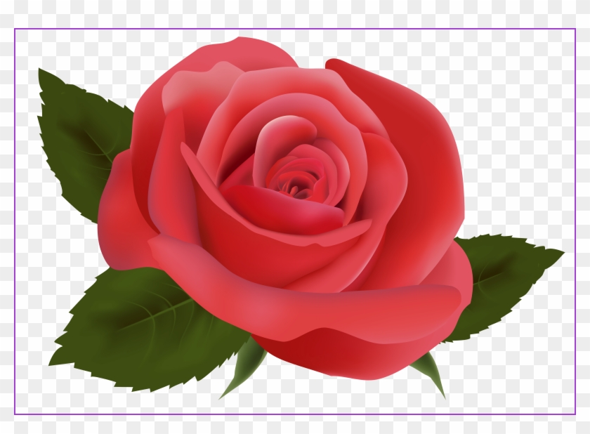 Rose Flower Rose Flower Hd Png Shocking Red Rose Png - Png Rose Hd #1234208