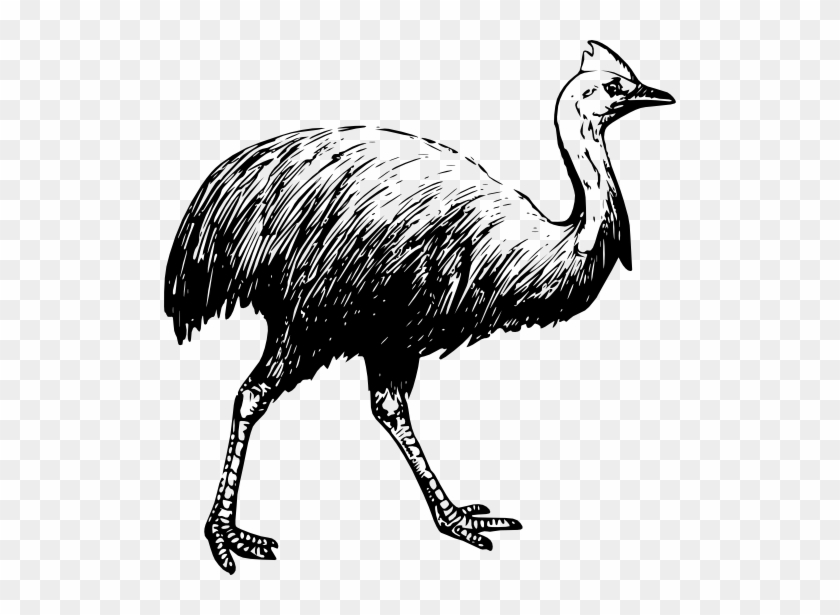 Cassowary Coloring Page #1234403