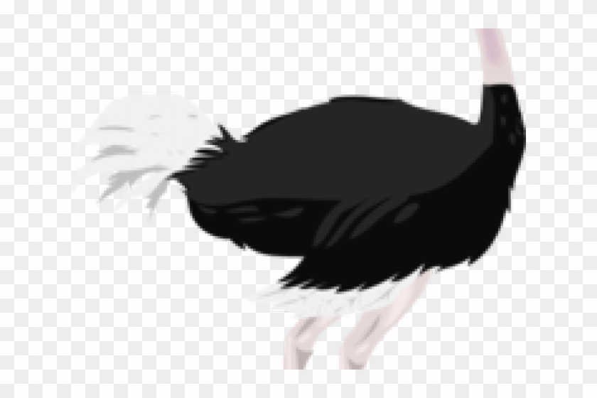 Ostrich Clipart Ostritch - Common Ostrich #1234408