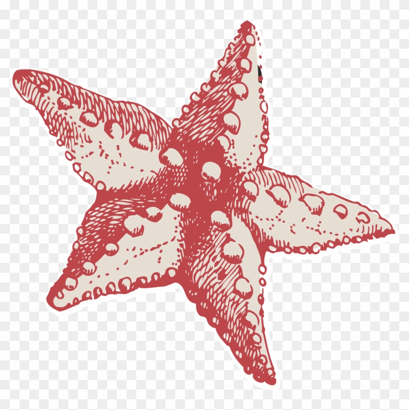 Starfish-graphic - Starfish #1234978