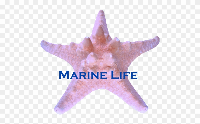 320 × 240 Pixels - Starfish #1234979