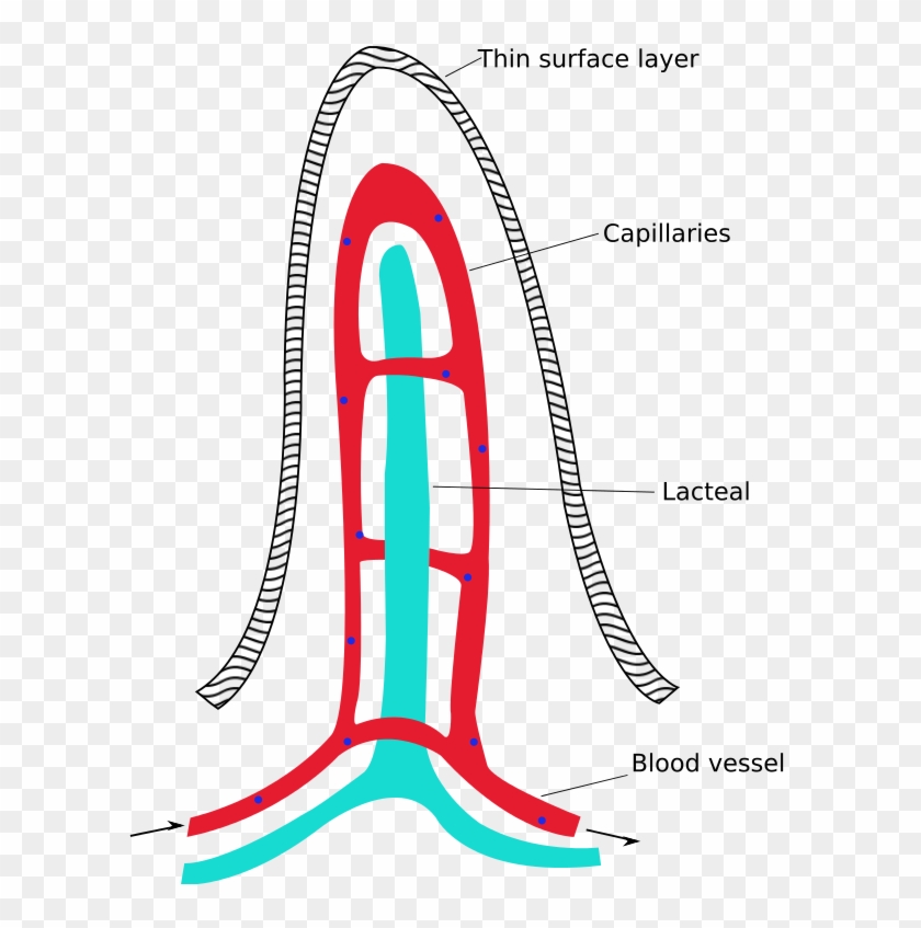 Intestinal Villus Simplified - Labeled Diagram Of A Villus #1235061