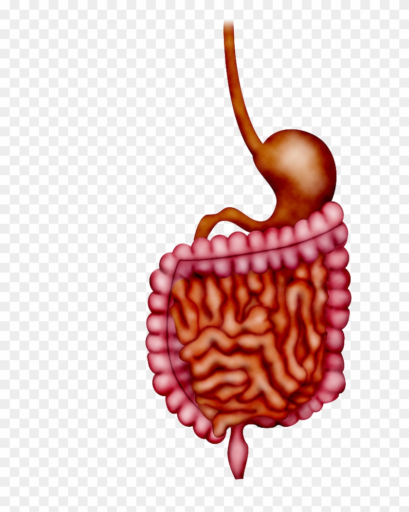 Large Intestine Human Body Diarrhea Apparato Digerente - Human Body Intestines Png #1235063