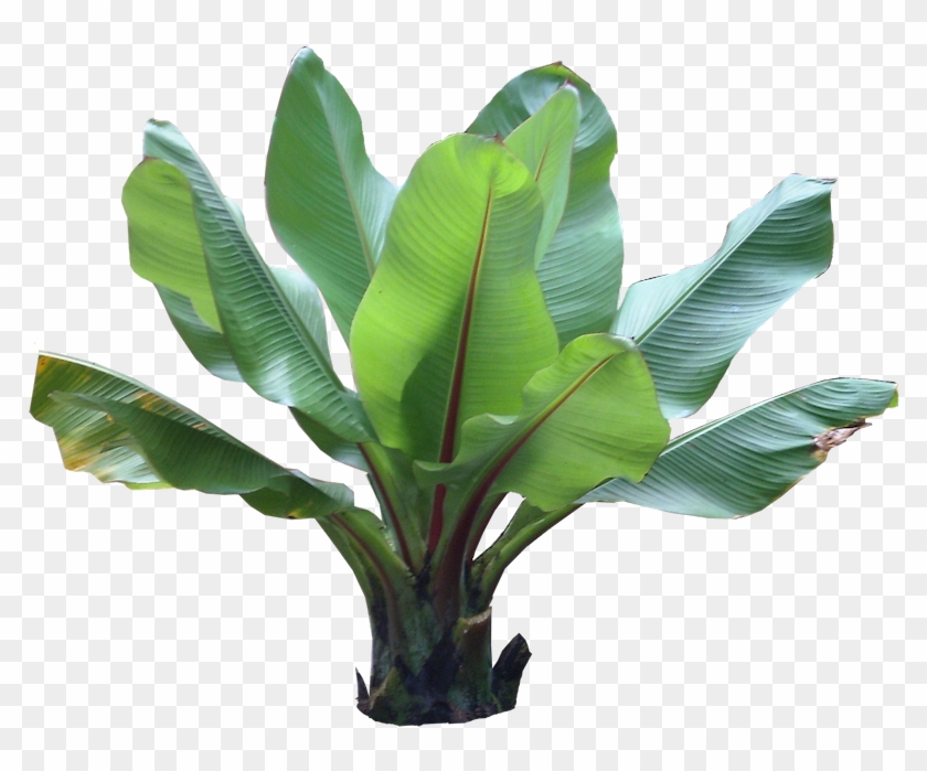 House Plant Png For Kids - Planta Hoja De Platano #1235071