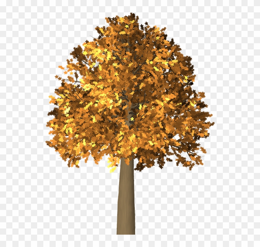 Collection Of Fall Tree Cliparts - Arboles De Otoño Png #1235156