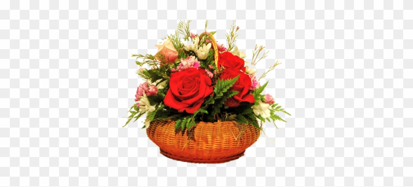 Garden Roses #1235242