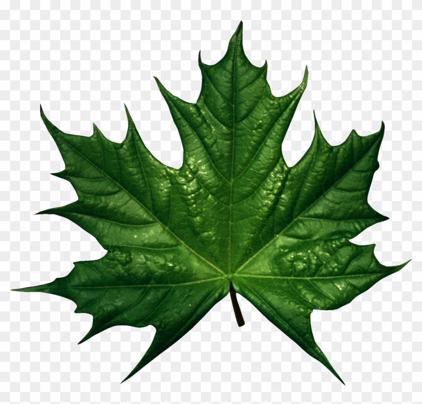 Green Leaves Png Image - Feuille D Érable #1235273