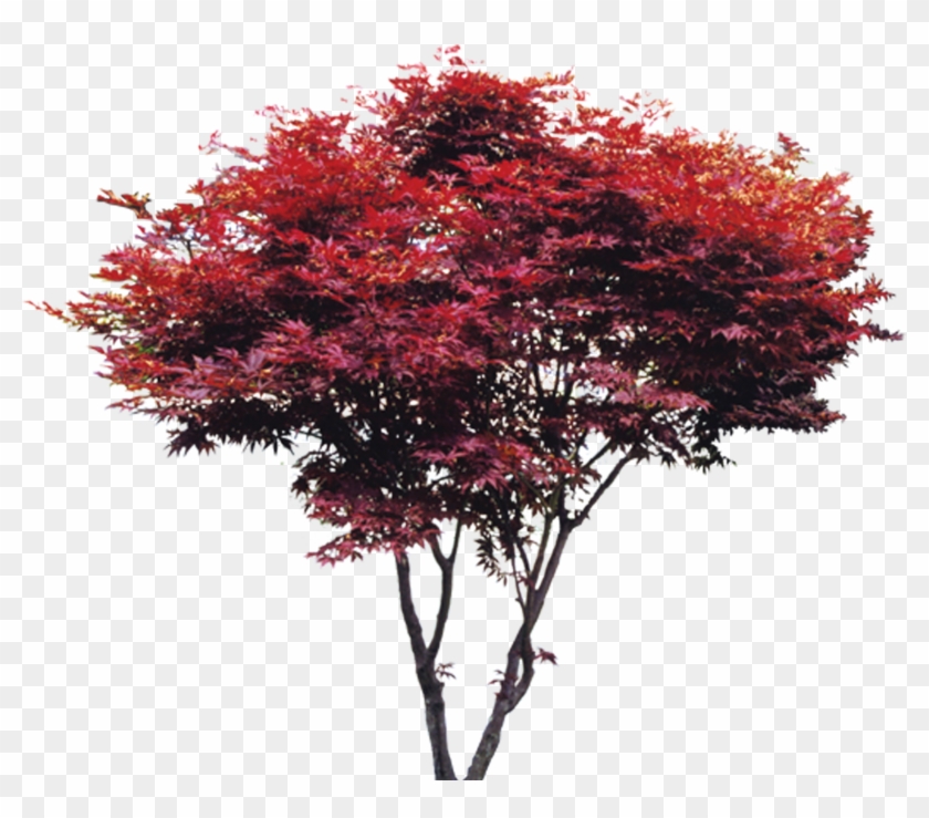 Tree Maple Red - Tree Maple Red #1235299