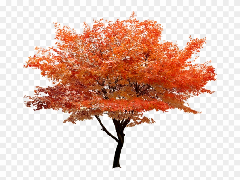 Red Maple Tree Clip Art - Japanese Maple Tree Yellow #1235320