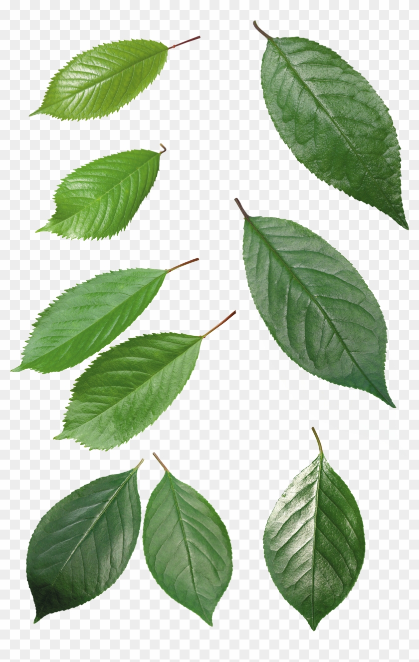 Green Leaves - Leaf Top Png #1235359