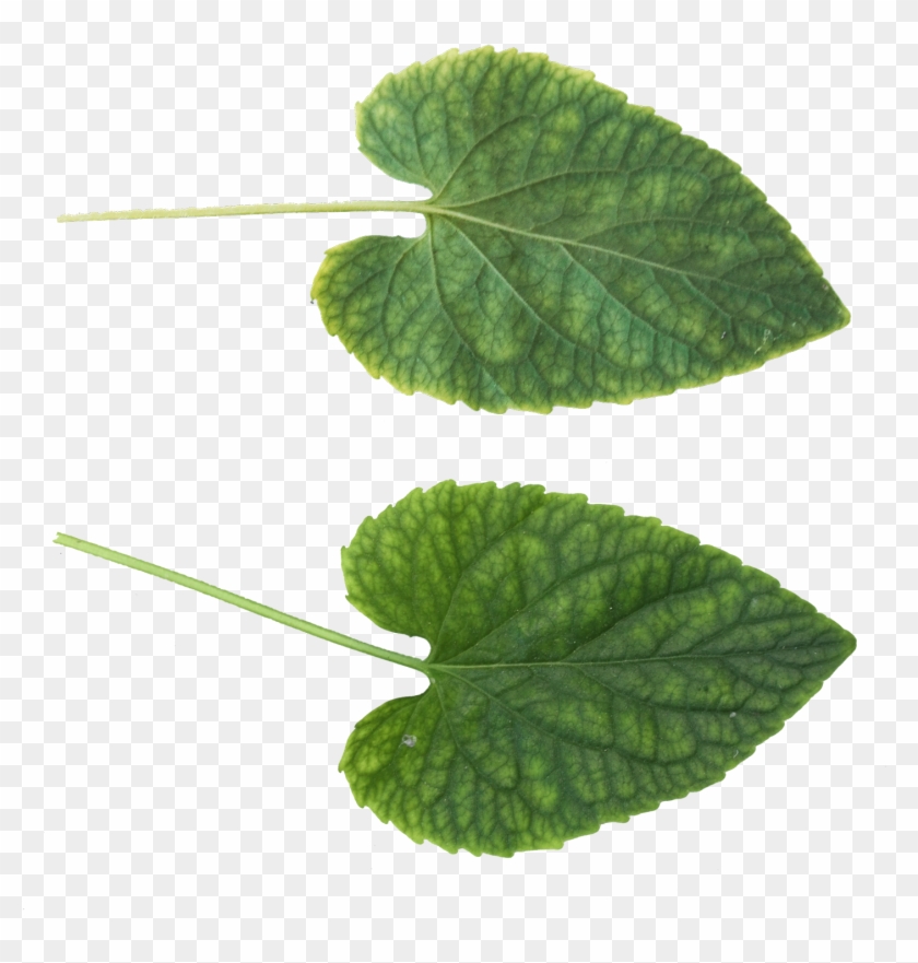 Green Leaves Png Image - Leaf Png #1235366