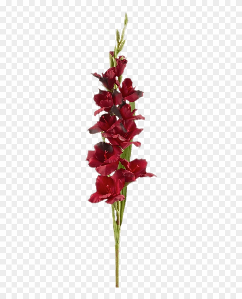 Download - Gladiolus #1235368