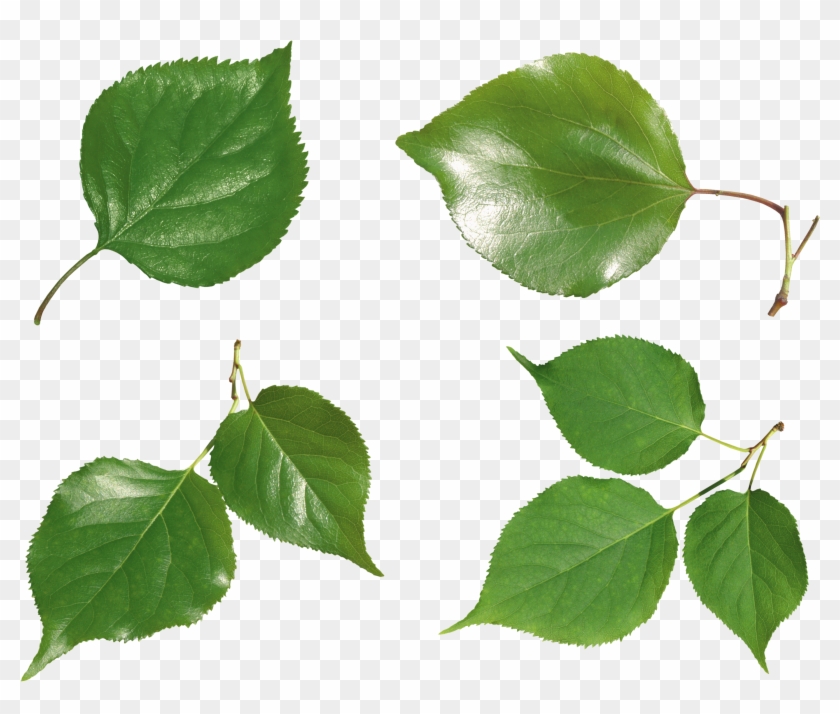 Green Leaves Png Image - Portable Network Graphics #1235371