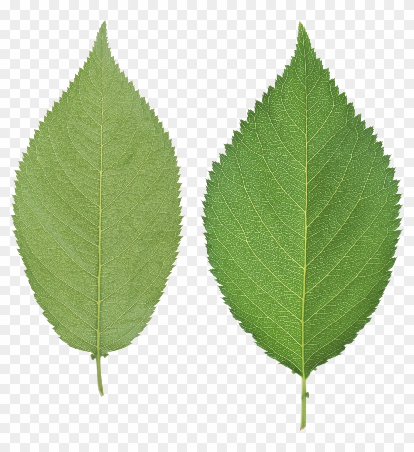 Green Leaves Png Image - Leaf Png #1235379