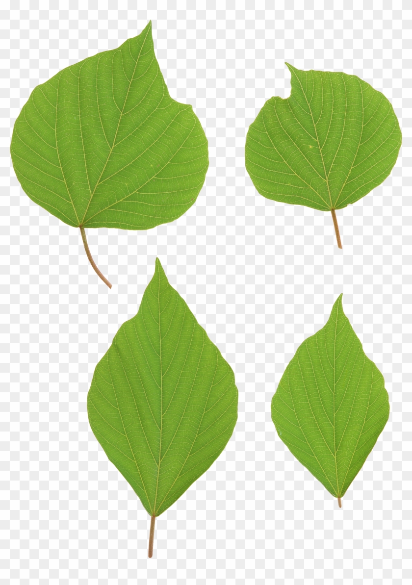 Green Leaves Png Image - Leaf #1235385